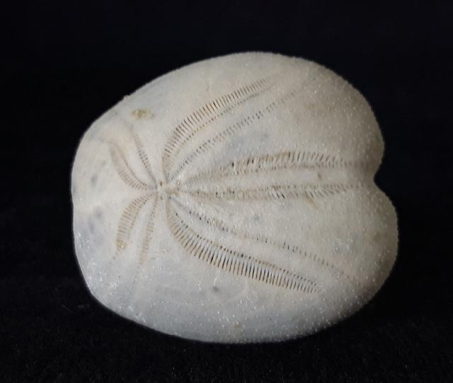 Heteraster oblongus (BRONGNIART 1821) - Bild © FossNet FossilienStore